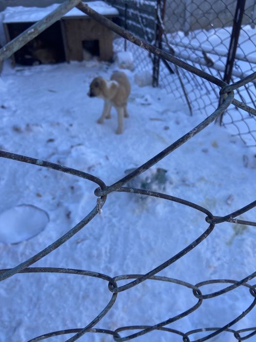 Продам щенков алабаев