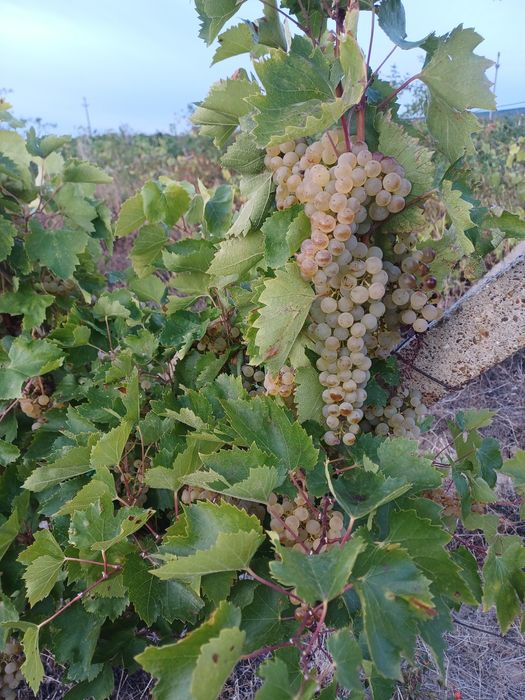 Struguri de vin si must din struguri albi