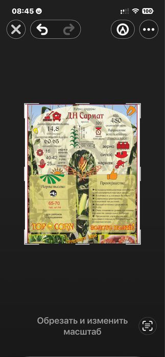 Семена кукурузы Сармат