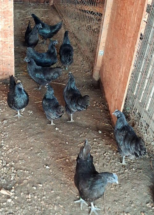 Gaini  Ayam Cemani