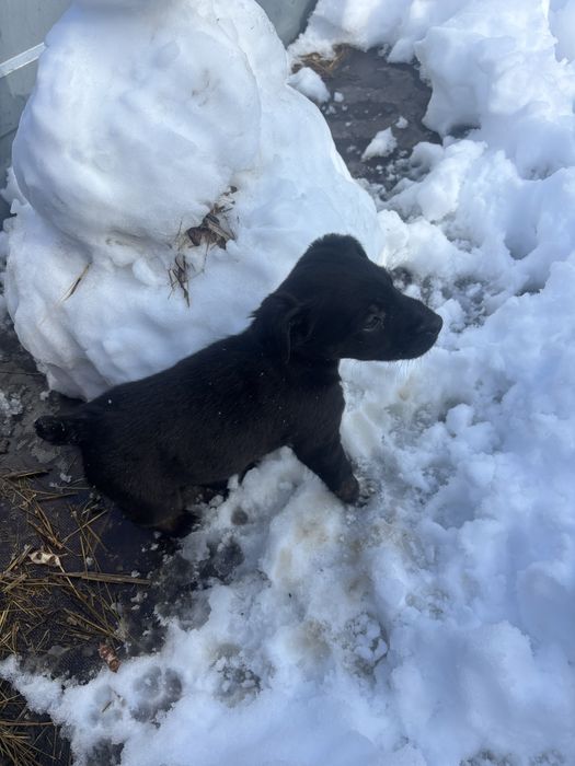 Продам щенка ягтерьера