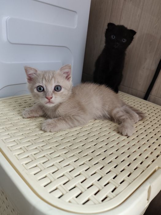 Красивые Игривые котята