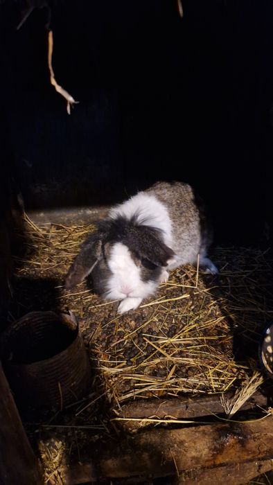 Iepuri femele /masculi mini-ferma