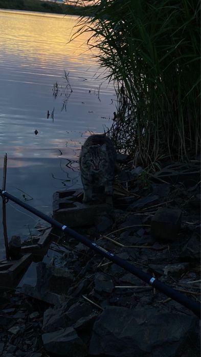 отдам кота в добрые руки