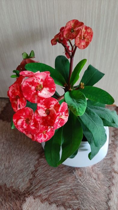 Цветы в горшках домашние