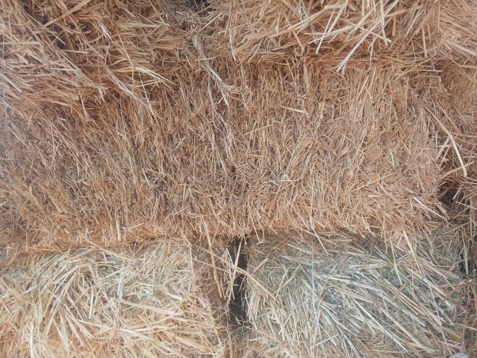 Тюки салома пшничная