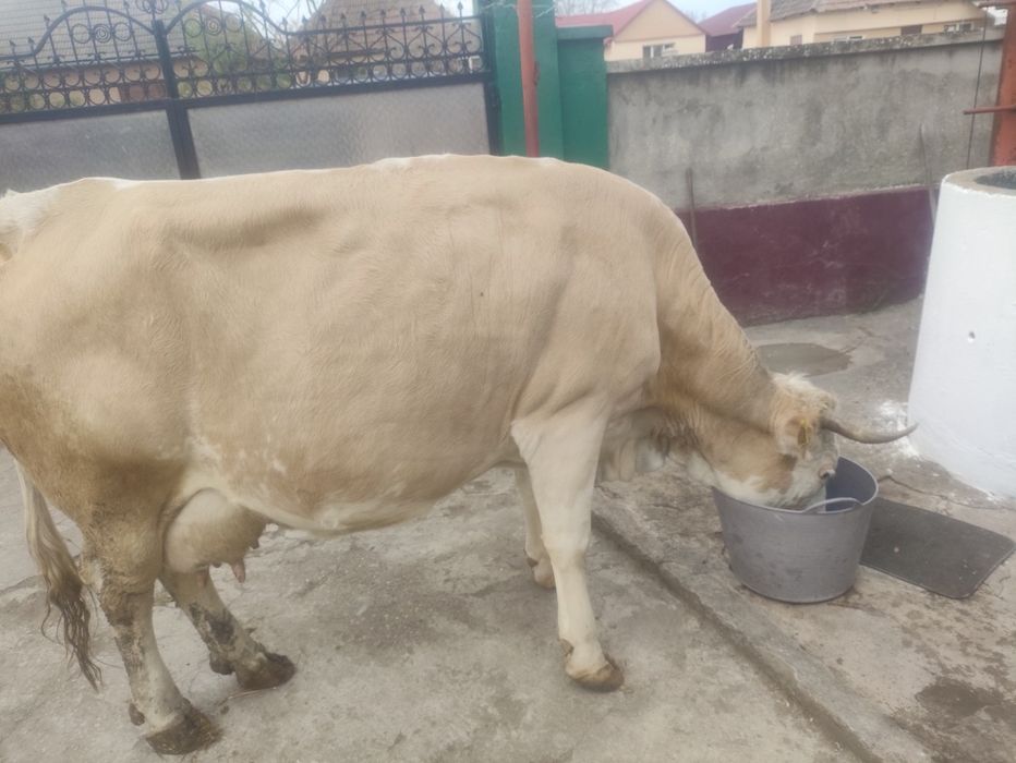 De vînzare vaca de 8 ani