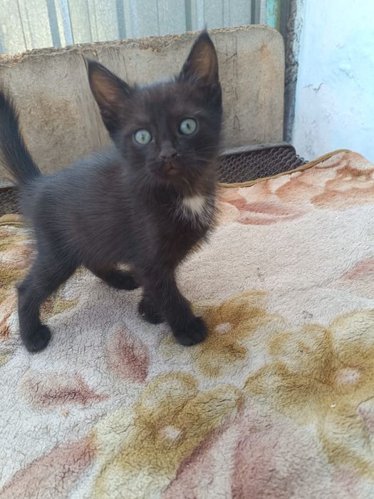 Отдам котят в добрые руки