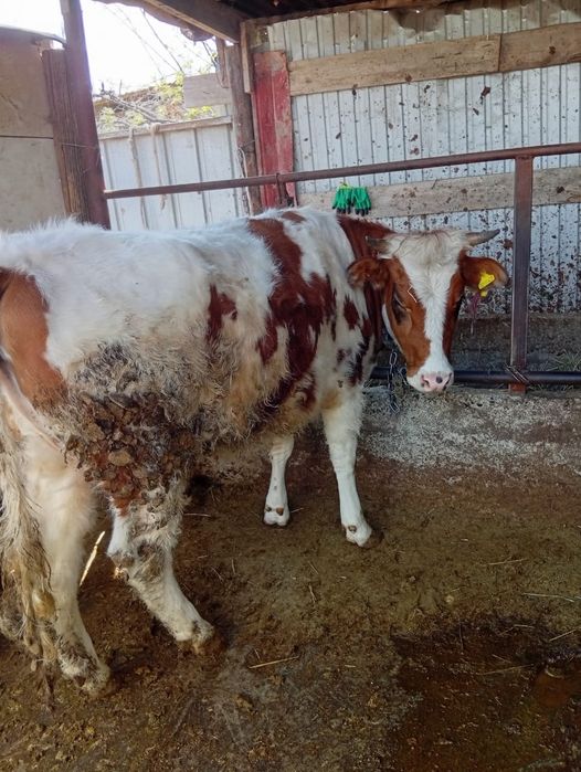 Крупно рогатый скот быки ,телка