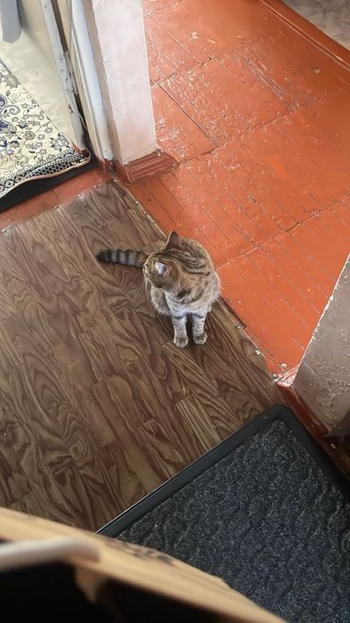 Өте тәртіпті мысық