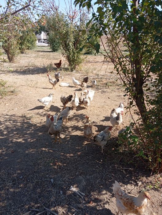 Дамашни таук сатлады