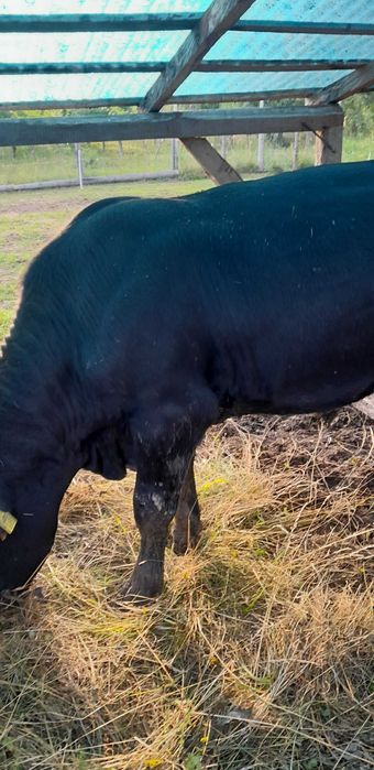 Taur Angus 2 ani