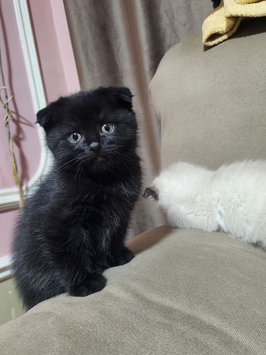 Продаются котята