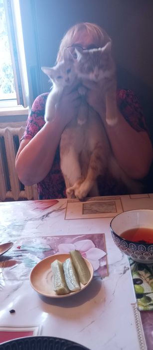 Отдам котят даром