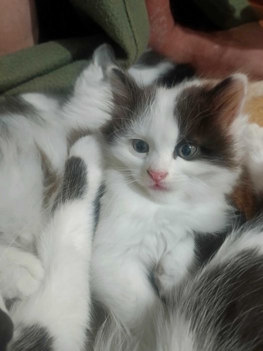 Отдам котят в хорошие руки