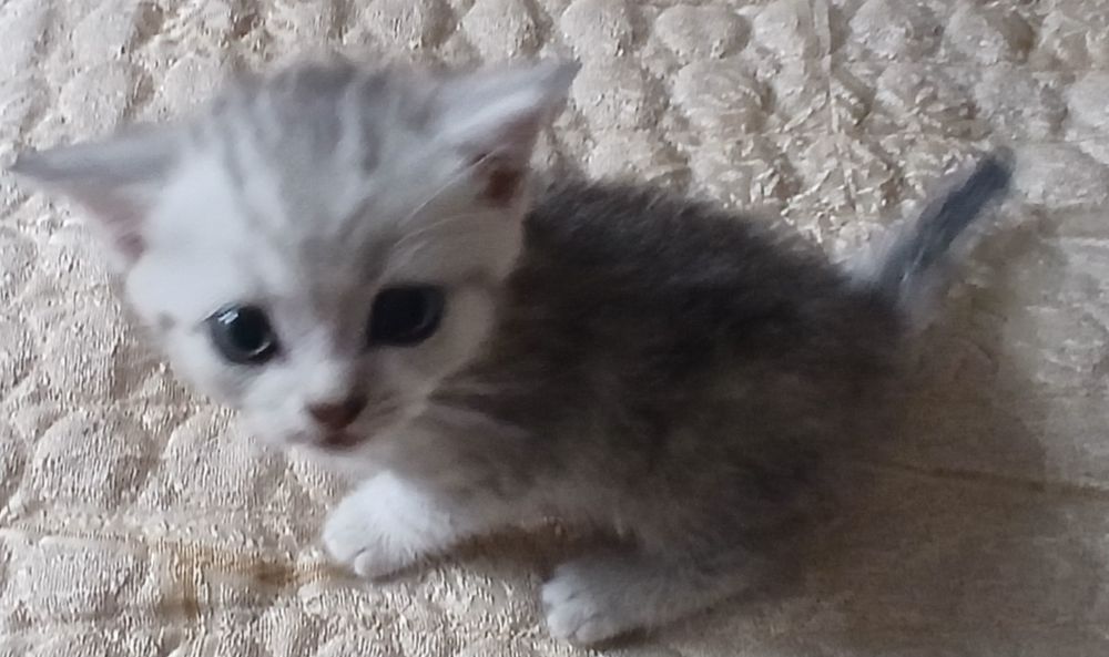 Котята вислоухие, британские