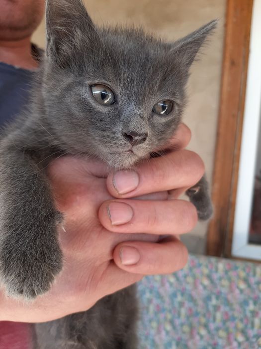 Котёнок девочка 2,5 месяца,  британка