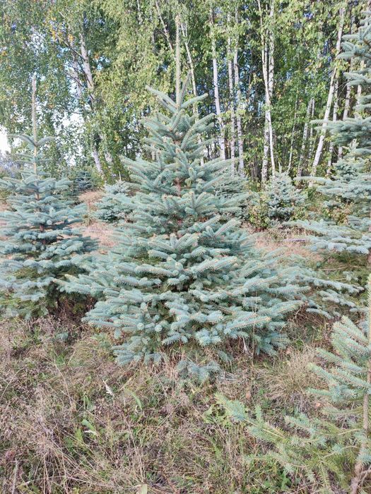 Brazi verzi si arginti la comanda