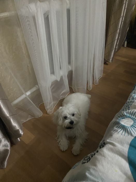 Ищем собак (сук) для вязки