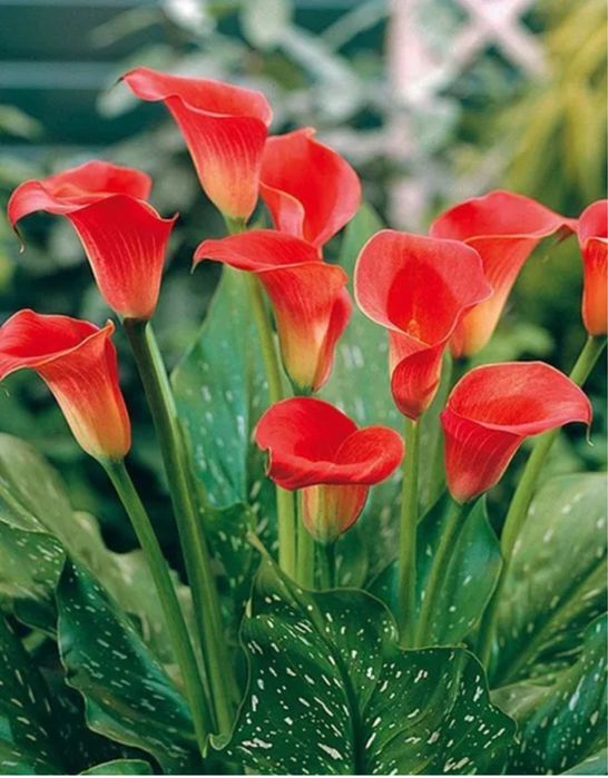 Продам Каллы , цена от 6000 т до 15000 т