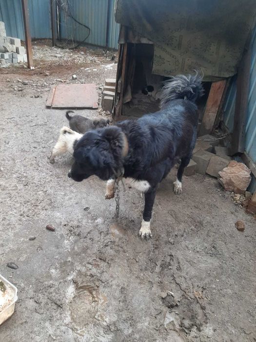 Отдам щенков алабая