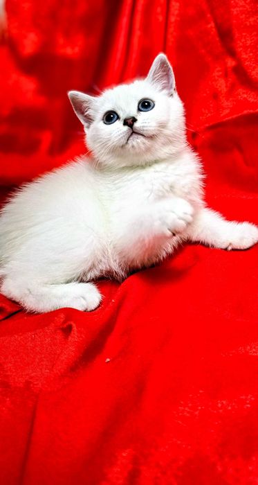 Котята британские шиншиллы