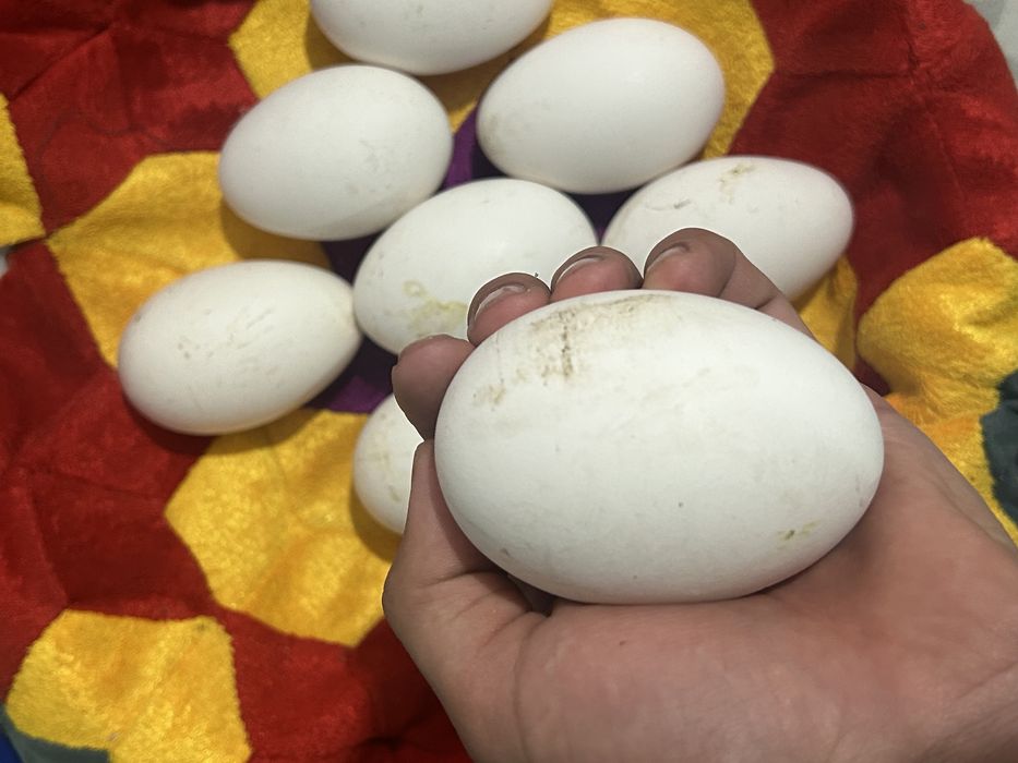 Гусиные яйца.        .