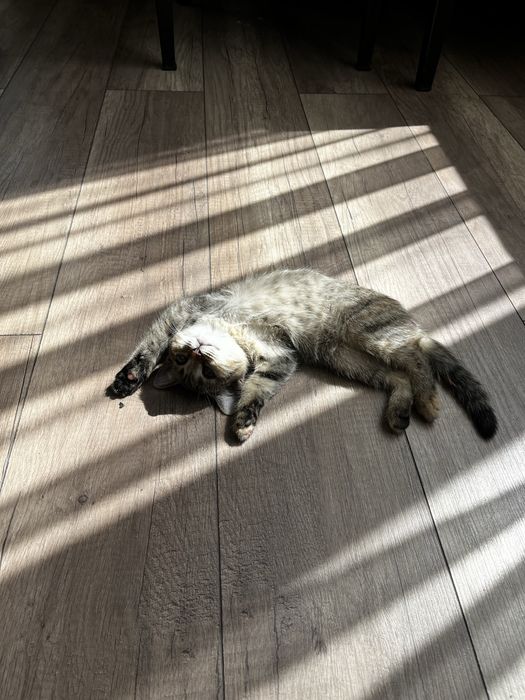 Отдадим котенка бесплатно