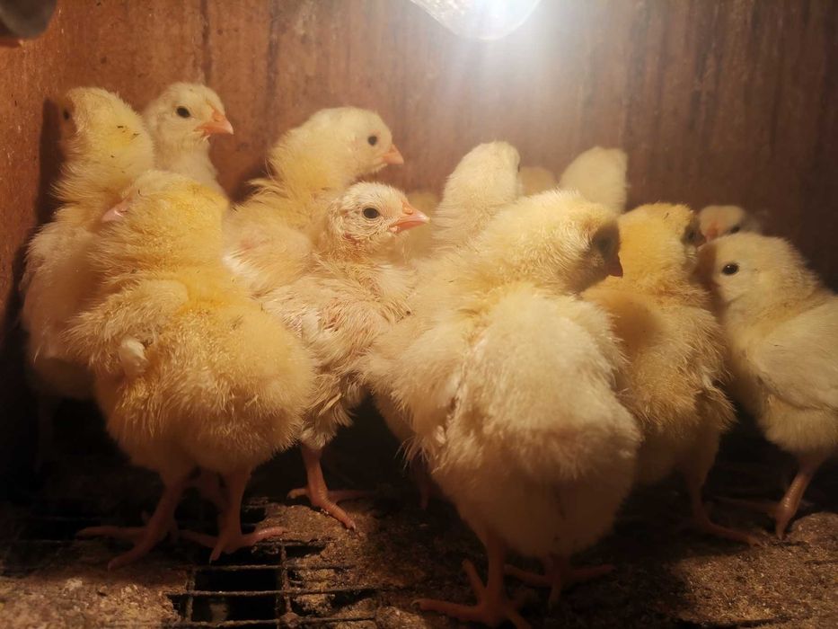 продам цыплят леггорн стандарт