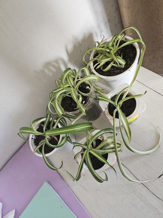 Продам хлорофитум