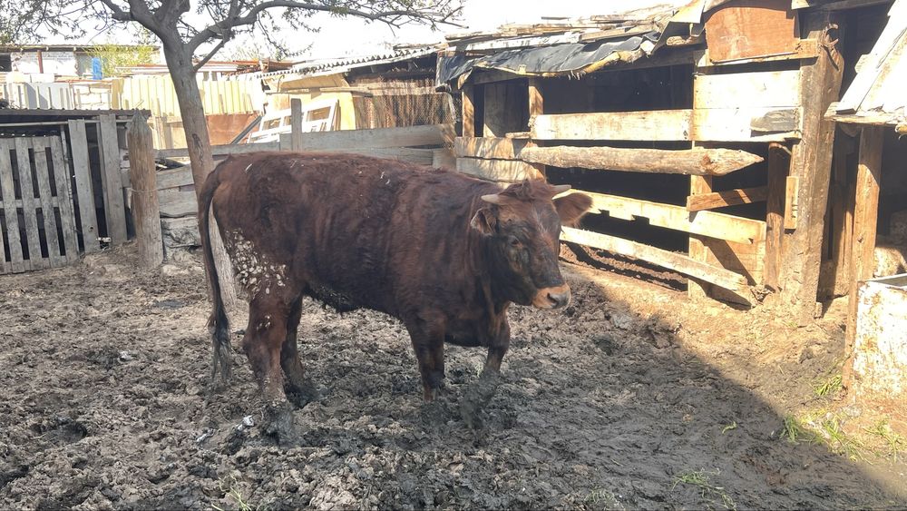 Сиыр сатылады бұзаулы