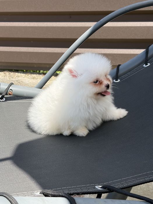Femela pomeranian