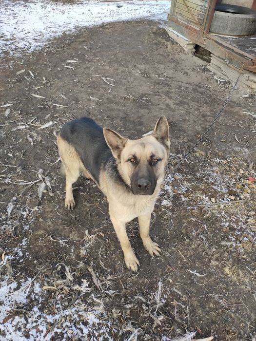 Продам чистокровного пса