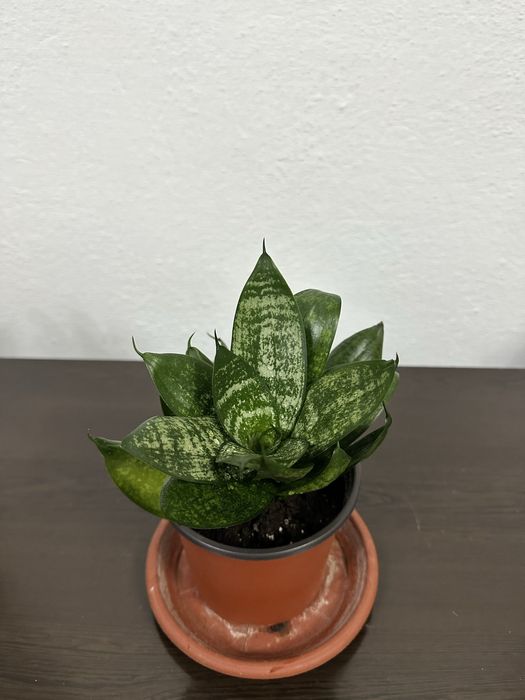 Цветы сансевиерии