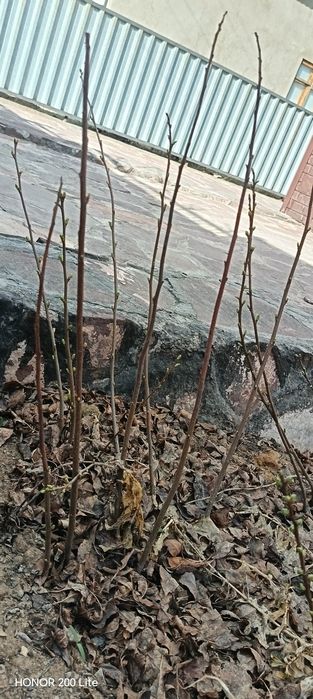 Саженцы для огород