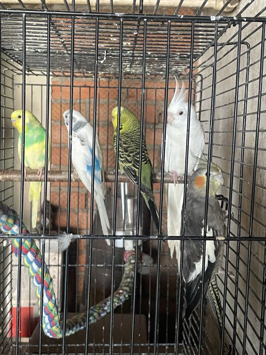 Canari perusi nimfe si agapornis