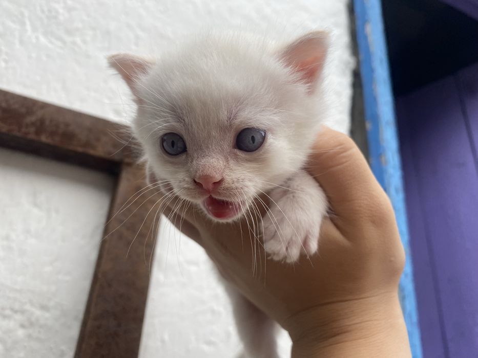 Котик с голубыми глазами мальчик