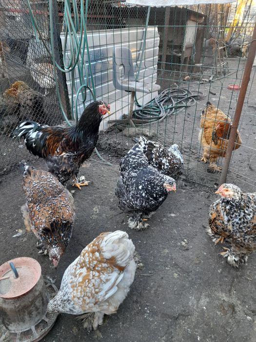 Ouă și pui Brahma BSO,HD,HÎ,Columbia,Potârnichiu și rase pitice cochin