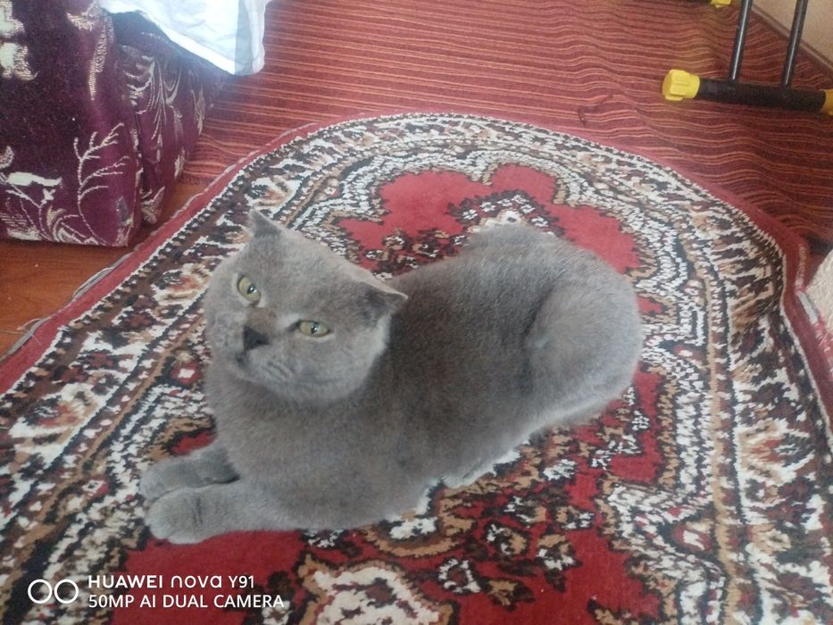 Zottor mushuk uy mushugi