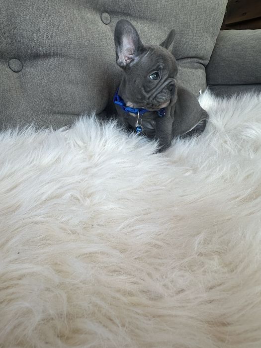 Bulldog francez
