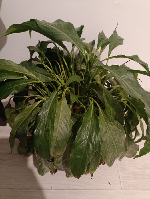 Женское счастье (спатифиллум)