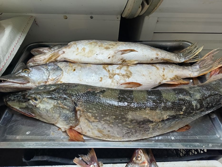 Свежая рыба с доставкой