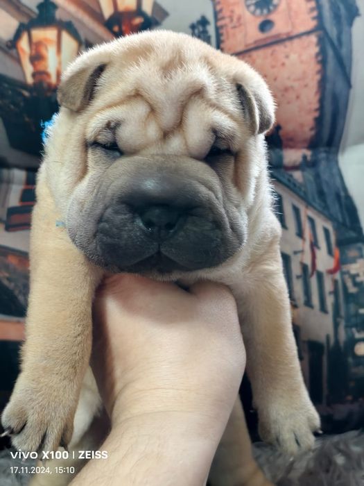 Очаровательные щенки шарпея.