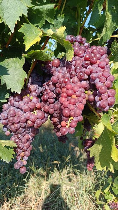 Butași Viță De Vie Soiuri De Vin