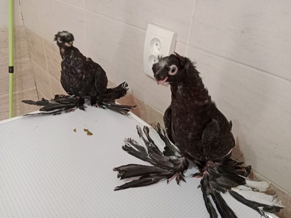 Продам   голубей