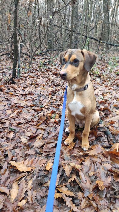 Подарявам кученце на 7 месеца