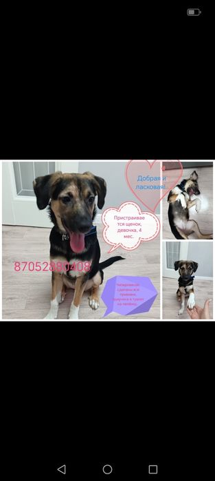 Отдам щенка  в добрые руки