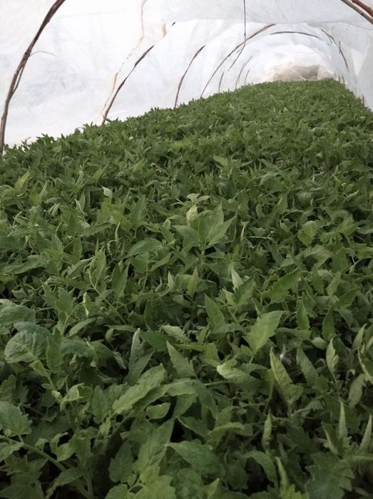 Pamidor koʻchati navi alamina