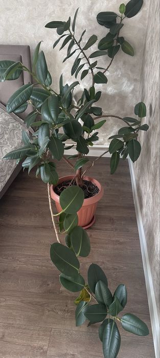 Продам цветок фикус
