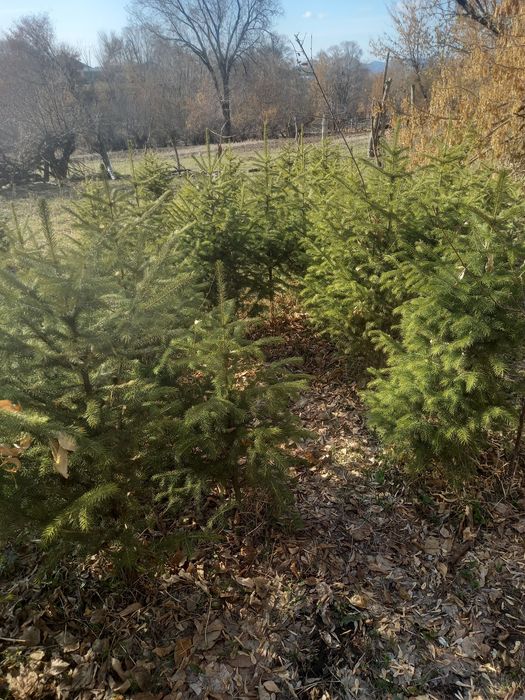 Продам сибирский ел